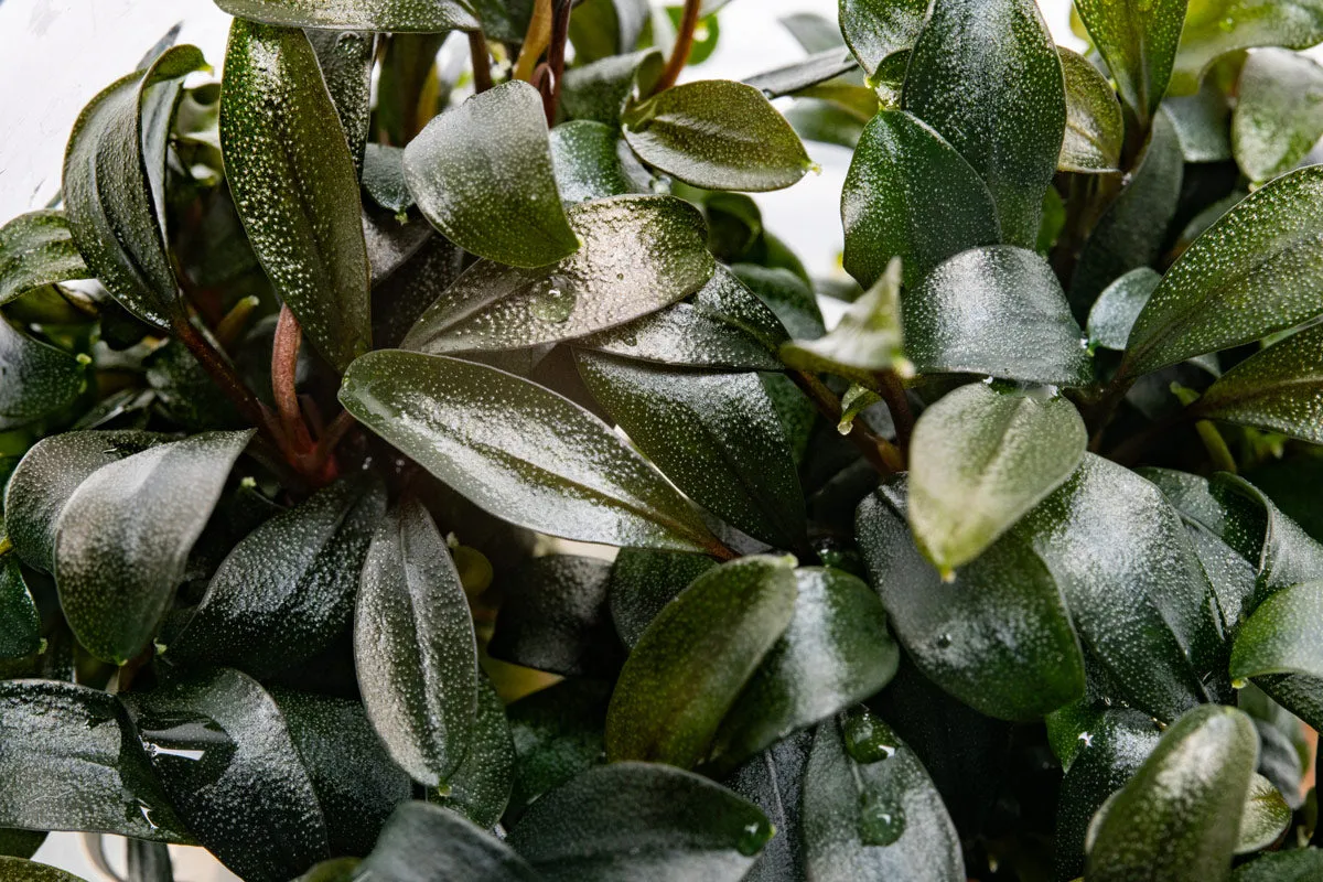 Bucephalandra Brownie Phoenix Tissue Culture