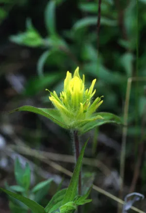 Yellow Paintbrush - <i>Castilleja unalaschensis</i>